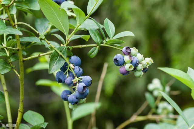 水莓100最新探索，魅力与价值揭秘